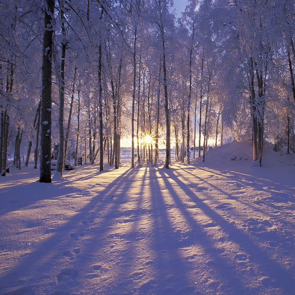 Top 100 Free iPad Wallpapers and Backgrounds winter-forest-ipad-wallpaper 