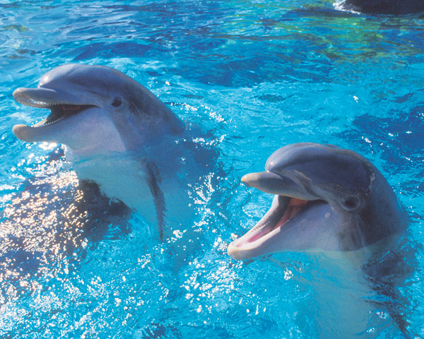 Pictures Of Dolphins Underwater. new underwater translator