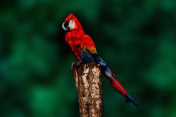 parrot optical illusion body art johannes stoetter 1 Can You Believe That This Parrot is Actually a Human Being? 