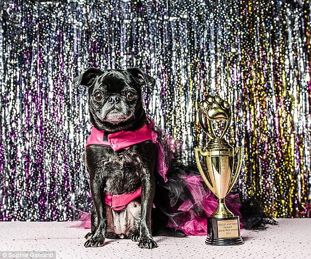 Dogs Dress Up In Costumes To Compete In NYC Doggie Pageant REALITYPOD