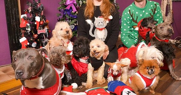 Let's Just Call These Pooches 'The 12 Dogs Of Christmas' | REALITYPOD