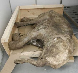 Scientists Striving To Bring Mammoth Back To Life | REALITYPOD