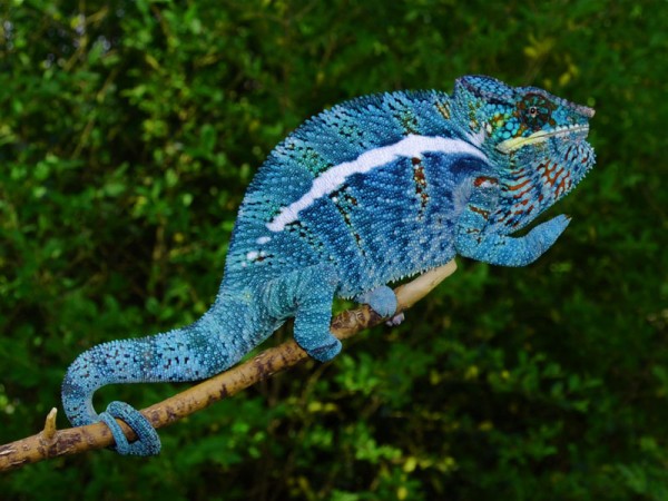 Chameleon