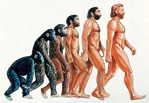 Humans Evolved from Apes
