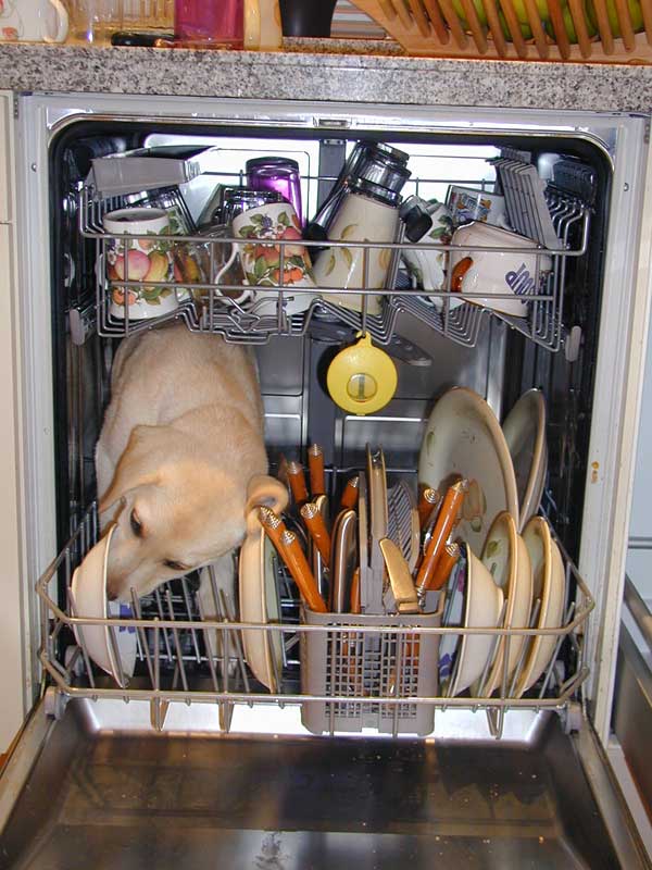 The Dishwasher