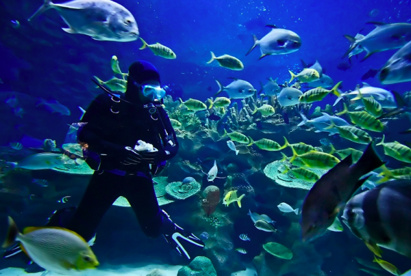 8. Scuba Diving