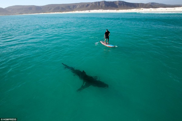 4. Great White Shark Paddling