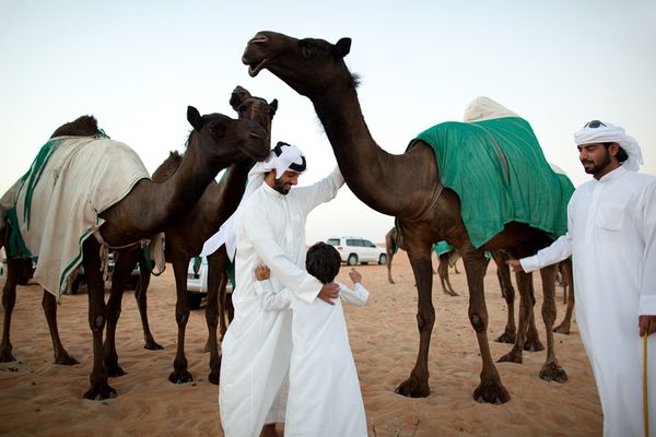 beauty-camels-abu-dhabi_40683_600x450