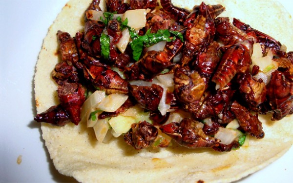 foar-siestma-grasshoppertacos608