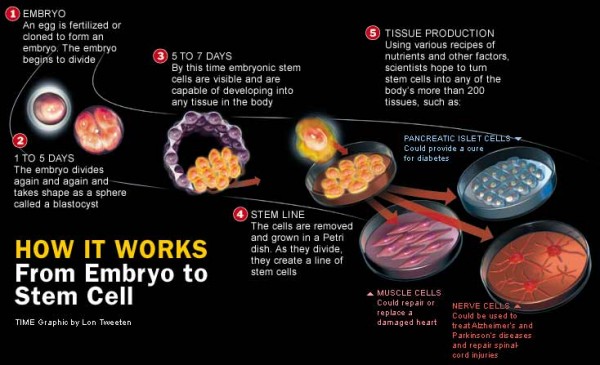 stem cell technologies