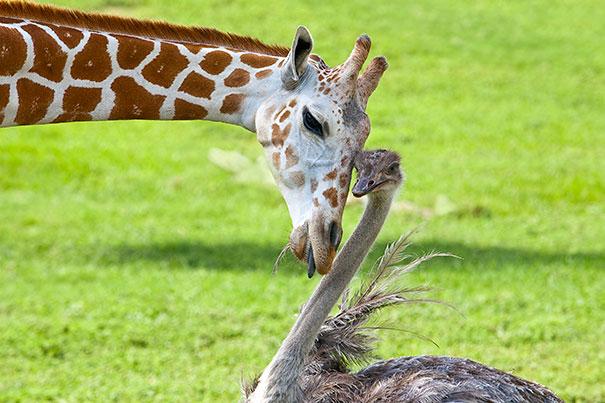 unusual-animal-friendship-10-1