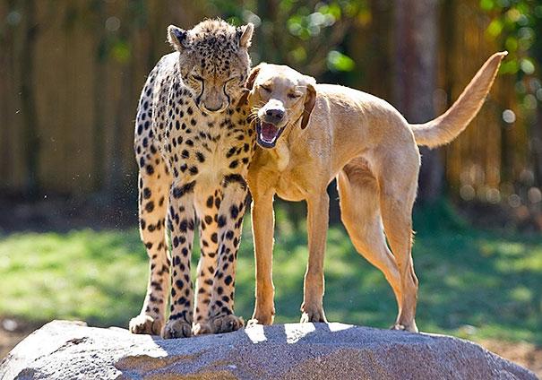 unusual-animal-friendship-12-3