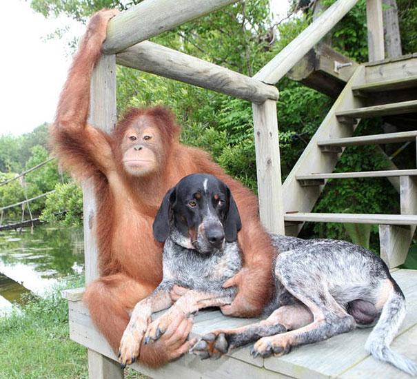 unusual-animal-friendship-13-1