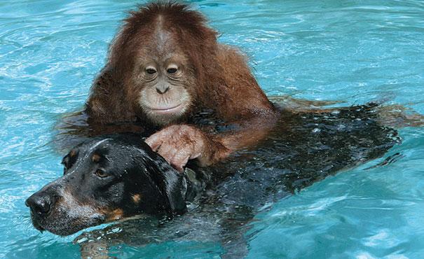 unusual-animal-friendship-13-3