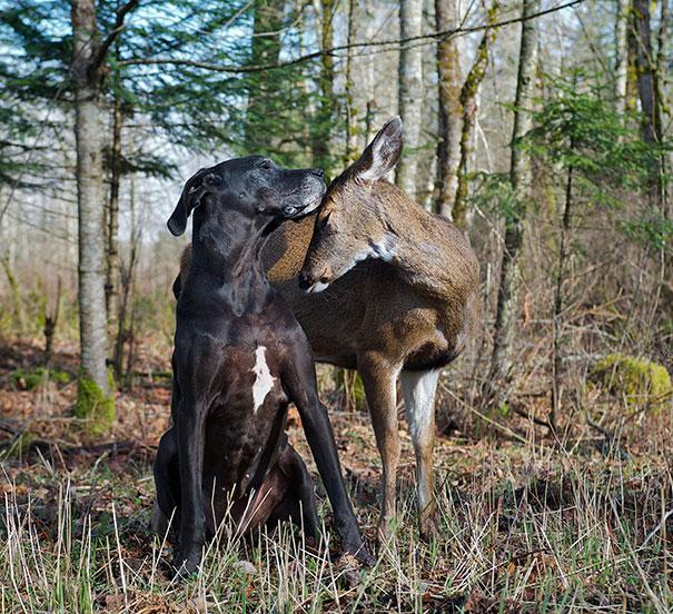 unusual-animal-friendship-14-2