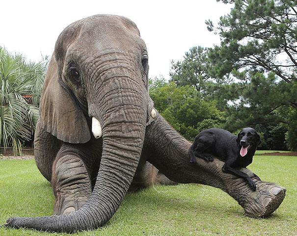 unusual-animal-friendship-3-3