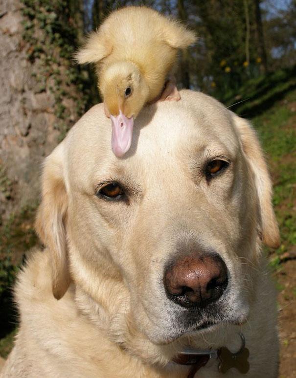 unusual-animal-friendship-4-1