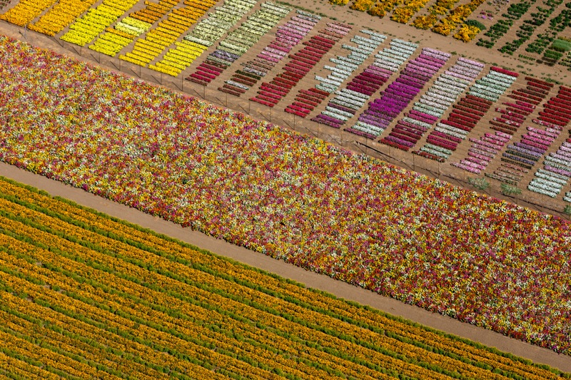 FLOWER-FIELDS-LOMPOC-CALIFORNIA-USA-2013-1-C34299