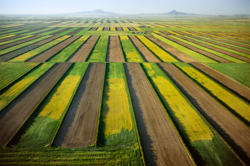 WHEAT-STRIPS-RUNNING-PERPENDICULAR-TO-THE-PREVAILING-WIND-CONRAD-AREA-MONTANA-USA-1991-1-C34292