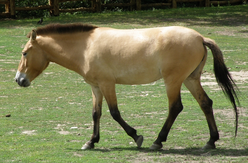 8. Przewalski's horse
