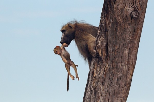 Baboon-Baby_DPP07DD011B151305--600x399