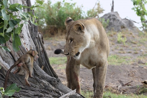 Lion-and-Baboon_DPP07DC0B0E150121--600x399