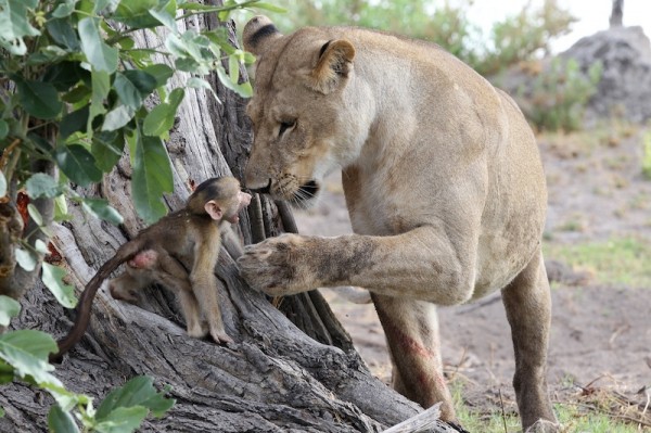 Lion-and-baboon_AH3C9995--600x399