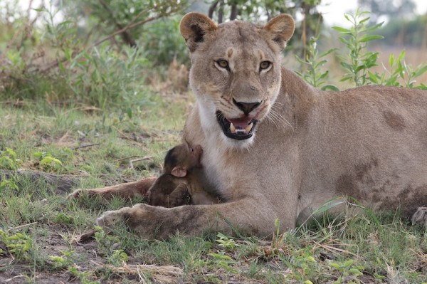 Lioness-Baboon_AH3C0012--600x399