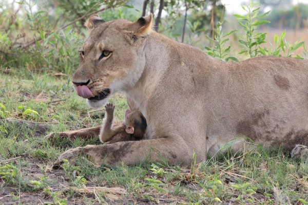 Lioness-Baboon_AH3C0030--600x399