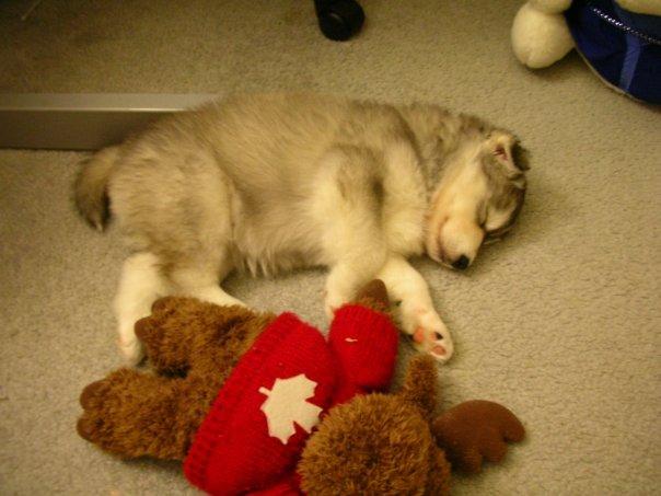 tally-husky-dog-raised-by-cats-19