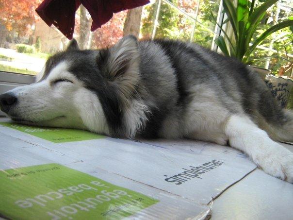 tally-husky-dog-raised-by-cats-40