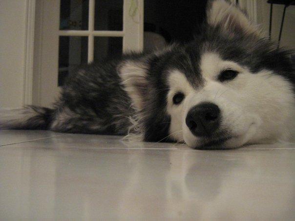 tally-husky-dog-raised-by-cats-42