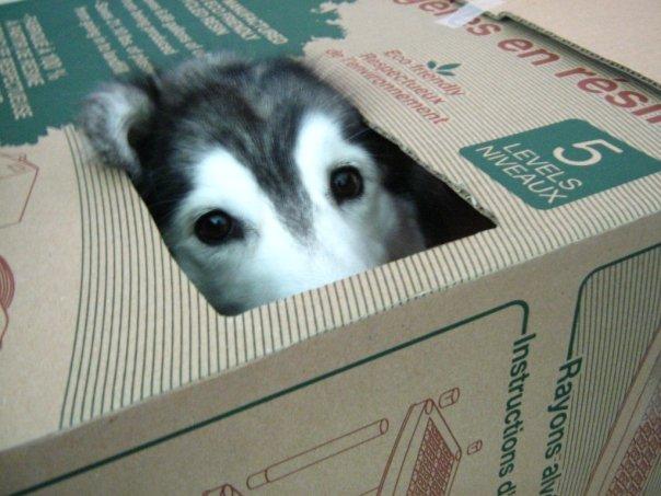 tally-husky-dog-raised-by-cats-5