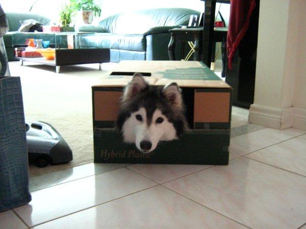 tally-husky-dog-raised-by-cats-6