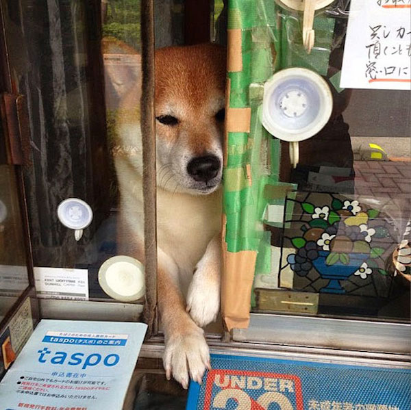 dog-opens-counter-window-shiba-inu-doge-7
