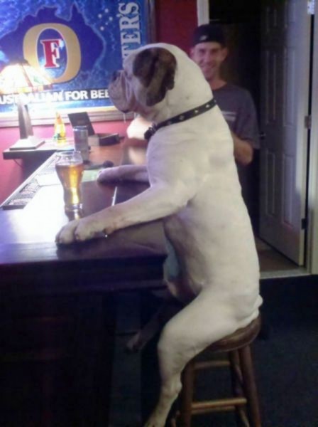 Dog Act Like Human 2