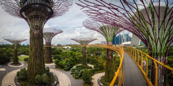 singapore-gardens-by-the-bay-supertree-cloud-forest