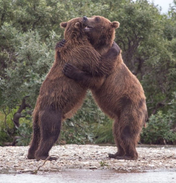 bears huggging