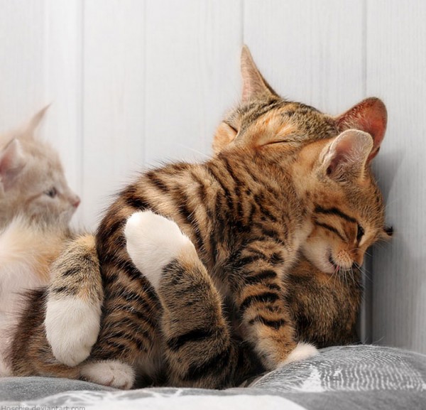 cats hugging