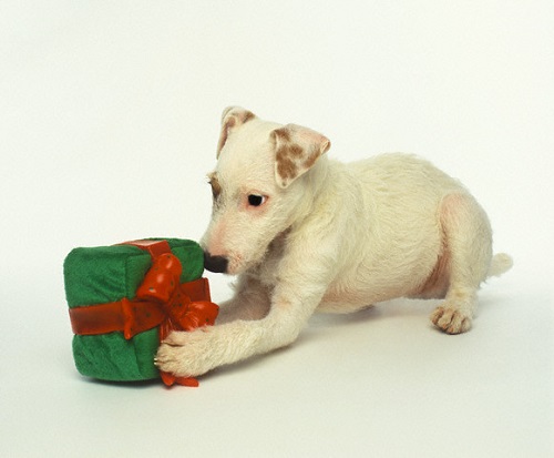 Puppy Playing with Gift-Shaped Dog Toy