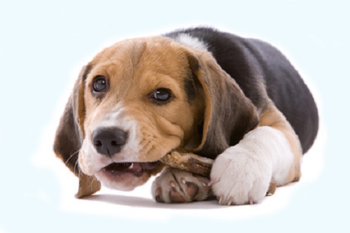 Adorable young beagle pup chewing on it's bone