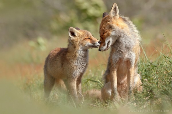 fox hugging