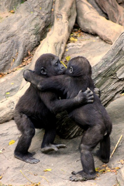 gorillas hugging