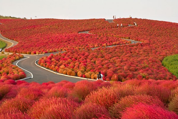 hitachi seaside park 2