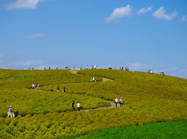 hitachi seaside park