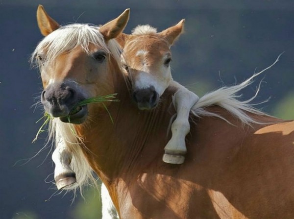 horses hugging