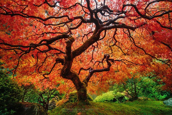 japanese maple 2