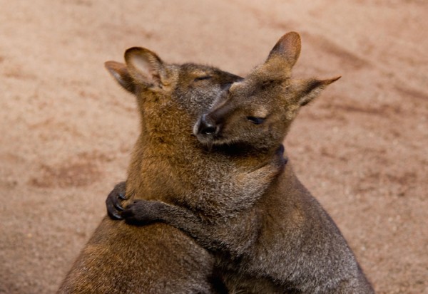 kangaroo hugging