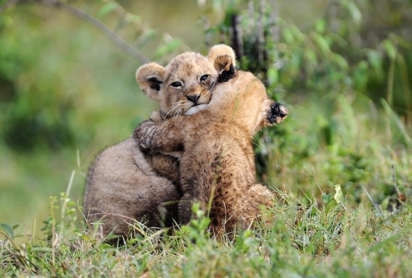 lions cubs