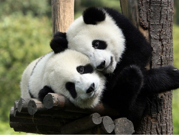 pandas hugging